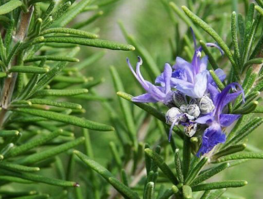 La natura che&nbsp;cura